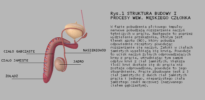 struktura penisa